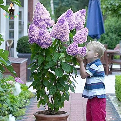 Amazon Co Jp 緑 30个 ノリウツギバニラストロベリー盆栽naturiaアジサイホームガーデン花工場をパック Diy 工具 ガーデン