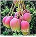 New Rare Mango 2+ Seed - 1