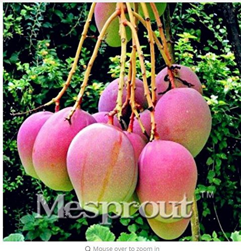 New Rare Mango 2+ Seed - 1 New Rare Mango 2+ Seed - 1
