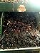 Dried Ancho Chiles Peppers El Molcajete Brand 16 oz Bag ‐ Mexican Recipes, Chilis, Tamales, Salsa, Chili, Meats, Soups, Mole, Stews & BBQ