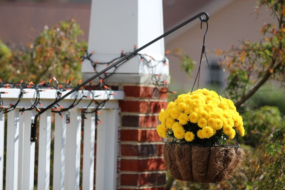 Angled Bird Feeder Plant Hanger Amazon Co Uk Garden Outdoors