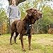 Kurgo Tru-Fit Smart Dog Walking Harness - Comfortable Fit - Adjustable Harness - Reflective Pet Wear - Quick Strap Release - Daily Walk Accessory - Includes Seat Belt Loop - Black - X-Small