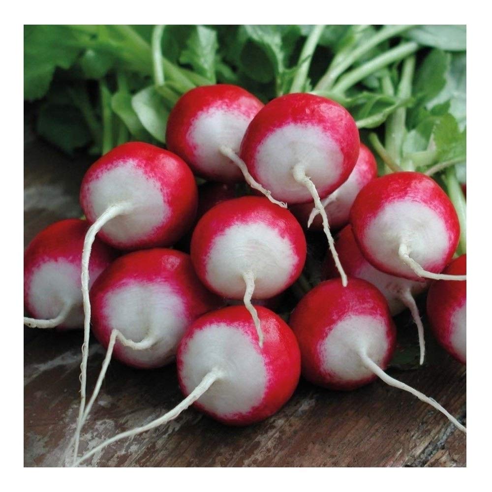 PREMIER SEEDS DIRECT Radish Globe - Sparkler - 500 Seeds (Organic)