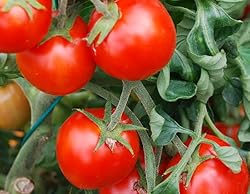 Tomato Cherry Maskotka Cascading Trailing Dwarf