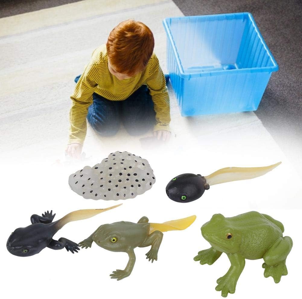 Amazon カエル モデル 5pcs おたまじゃくしからカエルまでのひみつ 成長サイクル フィギュア 自然 動物 認知 現実的 いたずら おもちゃ 初期 教育 知育 玩具 就学前 保育園 幼稚園 教材 教具 動物の姿 おもしろい 観察 親子時間 カエルのライフサイクル 5種の変化姿