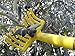 Olive Rake - OLIVE RAKE - 1 EACH