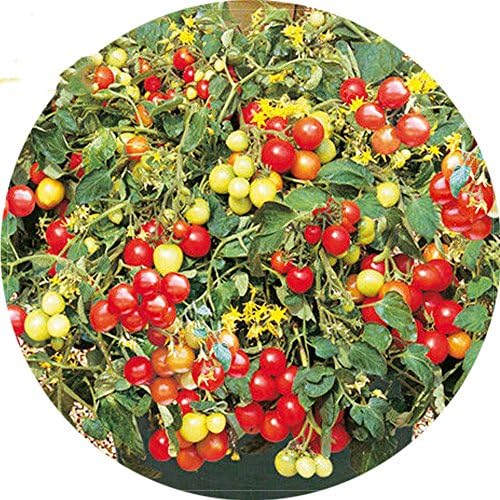 Best Garden Seeds Heirloom Tumbling Red Yellow Tomato Seeds, 100 Seeds, Tasty Juicy Intersting Bonsai Cherry Fruits