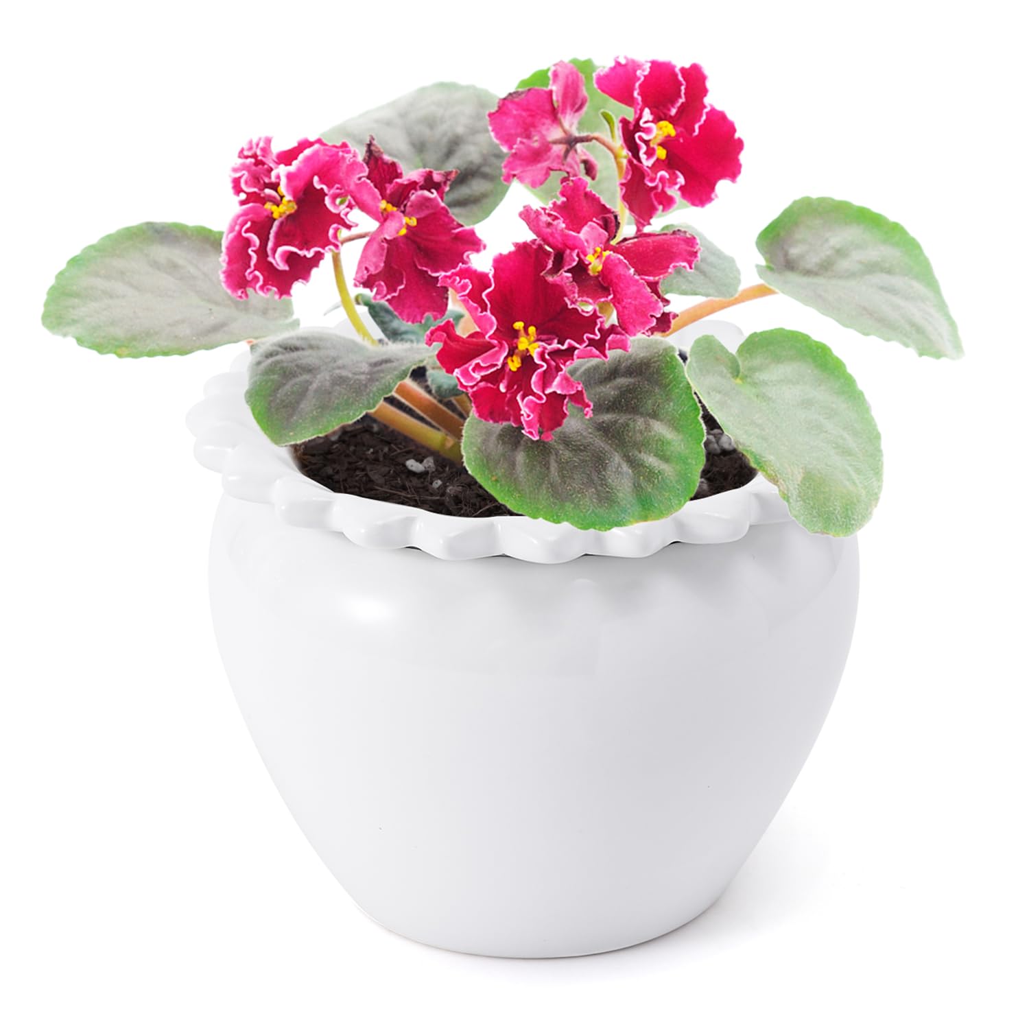 Photo 1 of Lovely Ran African Violet Flower Pot Ceramic Self Watering Flower Pot 6.5 * 4.6 * 4 inch Simple Plant Self Watering Pot Indoor Flowers High Absorption Herbaceous Flower Pots Modern Decor Pots
