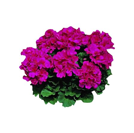 Futaba Japanese Rosebud Pelargonium Geranium Flower Seeds-Dark Pink-100Pcs