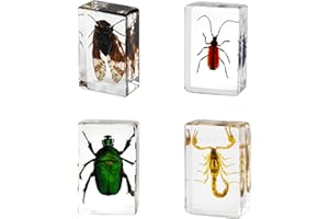 4Pcs Insect in Resin Specimen, Bug Preserved Specimen Collection Paperweights Resin Insects Various Insect Specimen for Offic