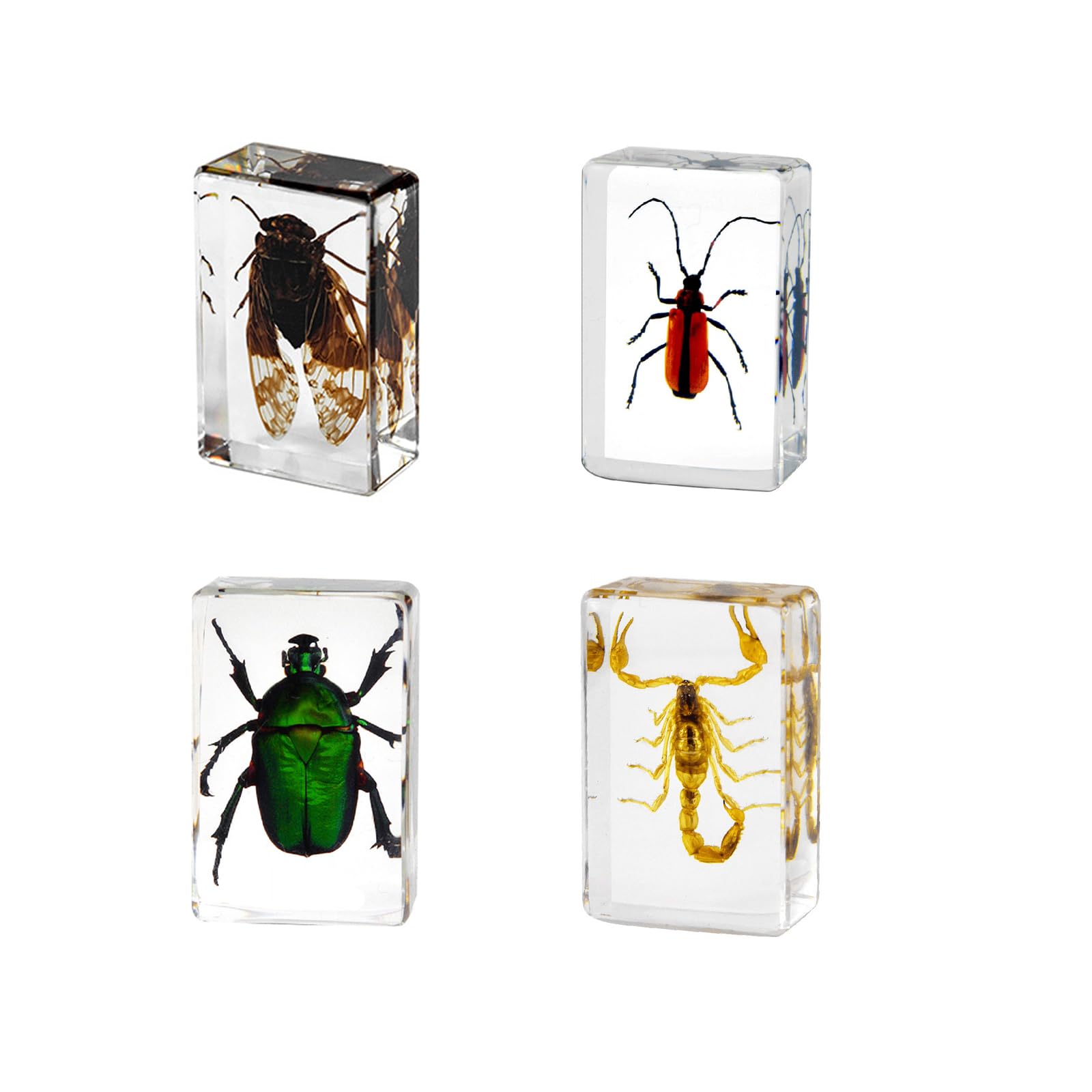 Supkeyer 4Pcs Insect in Resin Specimen, Bug Preserved Specimen Collection Paperweights Resin Insects Various Insect Specimen for Office School Biology Science Teacher Education (Insect) โ image 1