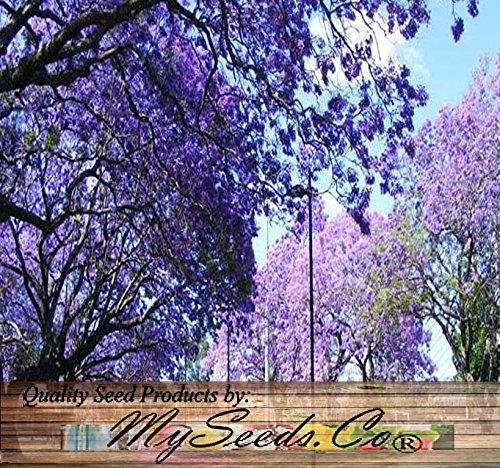 Big Pack - Paulownia elongata Tree Seeds (5,000+), aka Empress Tree - Very Large Leaves, Shade Tolerant - Non-GMO Seeds by MySeeds.Co - Thumbnail 2