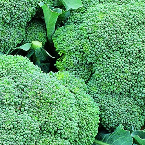 Calabrese Plants F1 'Green Magic' 6 X Medium Plugs