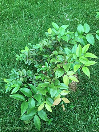 Shoppystar Pink Shop Red: 30pcs Fruit Seeds Brazilian Grape Tree Seeds Jabuticaba Grows Fruits On Its Trunk Garden Decoration Plant