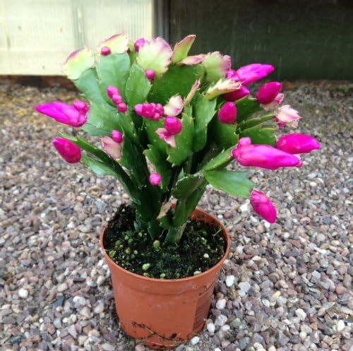 Cactus Di Natale.Christmas Cactus Plant 12 15 Cm Pianta Della Casa Grande Regalo Di Natale Per La Mamma Scritta Dad Nonna Sister Brother Piante Per Regali Amazon It Giardino E Giardinaggio