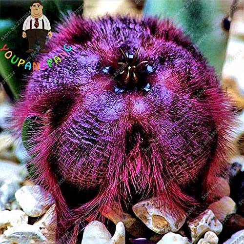 Exotic Rare Cactus Bonsai Stapelia Pulchella Bonsai Lithops Mix Succulents for Home Garden Flower Bonsai 200 Pcs - (Color: 7)
