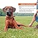 Wellness CORE Hearty Cuts Natural Wet Grain Free Canned Dog Food, Chicken & Turkey, 12.5-Ounce Can (Pack of 12)