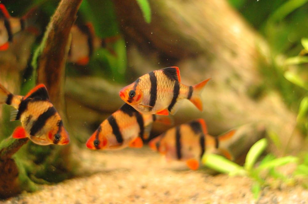 tiger barb tropical fish
