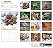 National Geographic Foxes 2019 Wall Calendar