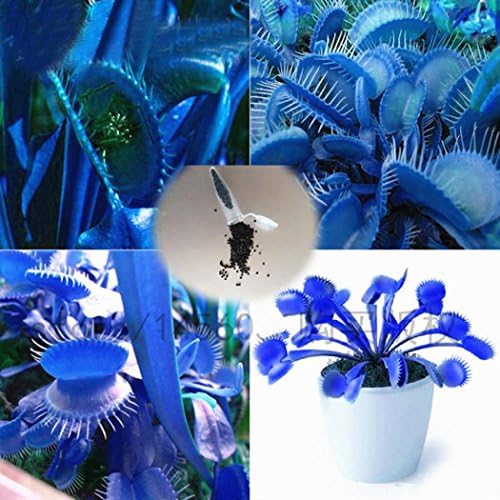 yiiena 50Pcs Potted Venus Flytraps - Fly Trap Carnivorous Plant Seeds, Insect Flies, Mosquitoes Catching Plant Seeds