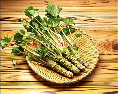 Pack Of 200 Japanese Horseradish Wasabi Seed Vegetable Seeds Bonsai Plant Diy Home Garden Plants Amazon De Garten