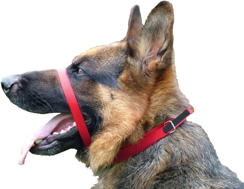 The Canny Collar for dogs, simple and effective help with dog training