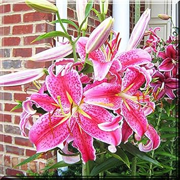 Amazon Co Jp 発芽seeds スターゲイザー オリエンタルスターゲイザーリリーユリの植物の球根 ホーム キッチン