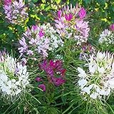 UtopiaSeeds Cleome Seeds - Spider Flower - Nectar
