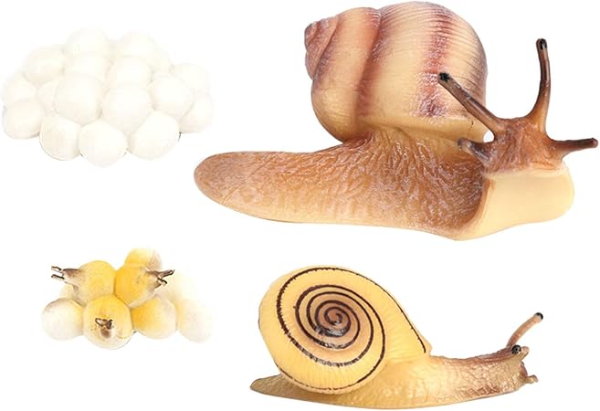 Amazon Freneci 現実的な成長サイクルのおもちゃ自然のライフサイクル動物のカタツムリモデル プラモデル 通販