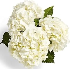 Combo Hydrangea 3 Stem, 1 EA