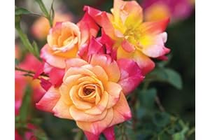 NEW LIFE NURSERY & GARDEN Josephs Coat Climbing Rose - Live Plant - (1 QT)