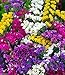 500 Seeds - Statice Seeds-Mix, Lavender, Blue, Rose, Sky Blue, Apricot,&Yellow
