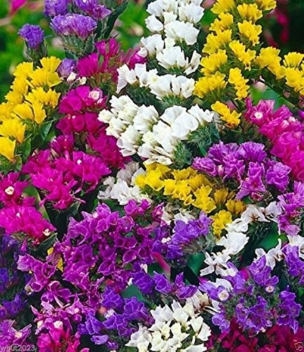 500 Seeds - Statice Seeds-Mix, Lavender, Blue, Rose, Sky Blue, Apricot,&Yellow