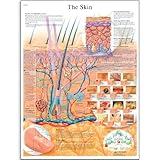 3B Scientific VR1283L Glossy Laminated Paper The Skin Anatomical Chart, Poster Size 20