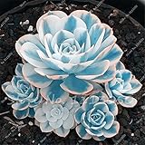 Seeds Shopp 100 Seeds/Pack Mini Potted Succulents Seed Stone Blue Lotus Flower Seeds Garden Decoration Bonsai Flower Seeds DIY Potted Plants