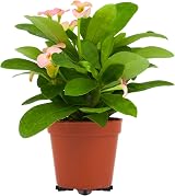 Partideal 48pcs Plant Pot Feet Triangular Riser Stands Black & Orange view 4