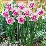 400pcs/bag Double Narcissus Flower Bulbs Scented Daffodil Garden Perennial Decor