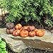 Miniature Fairy Garden Putka Pumpkins, 25 Pieces