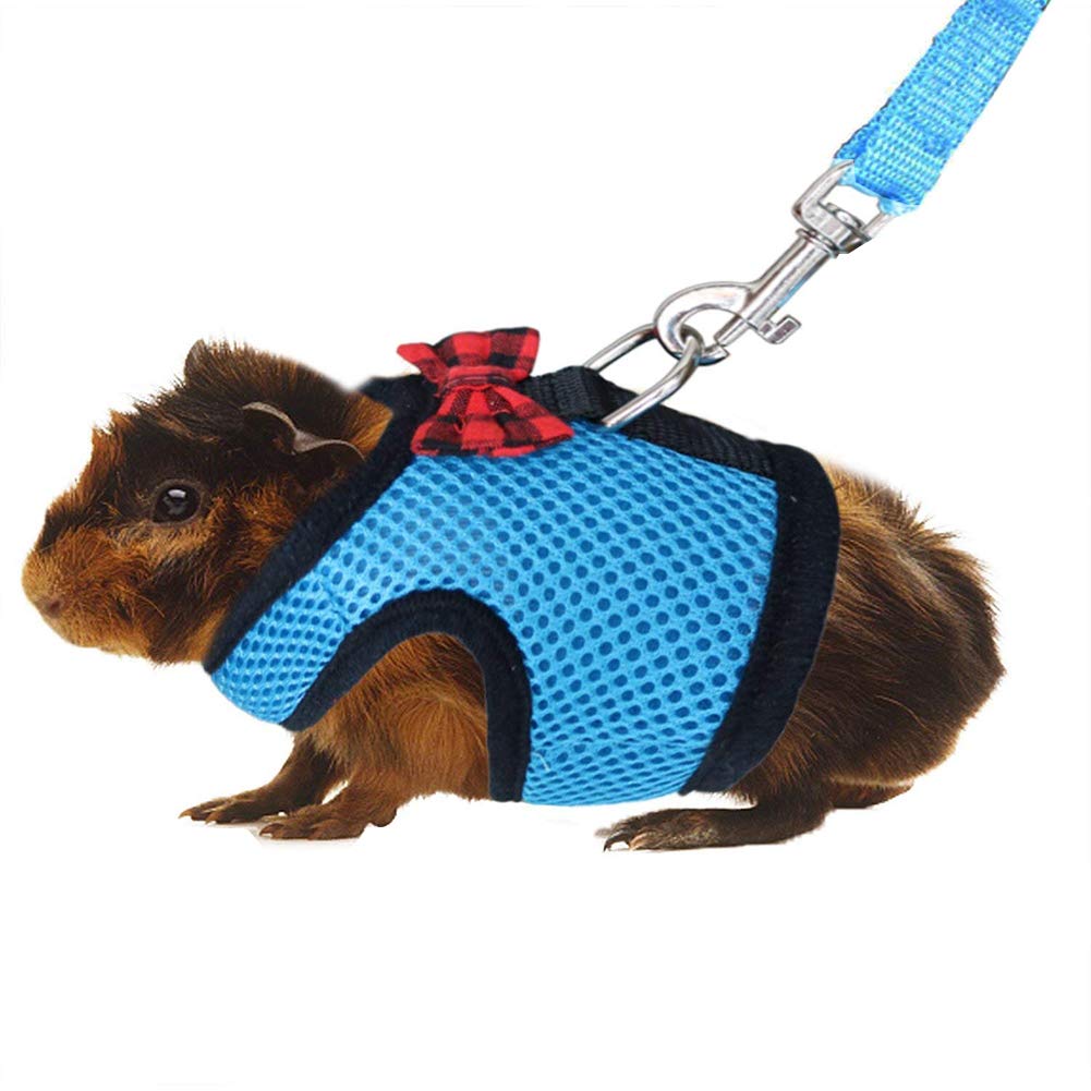 Best Genie Pig Leash