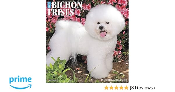 Just Bichons Frises 2019 Wall Calendar Dog Breed Calendar - 