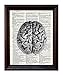 Anatomical Human Brain - Printed on Upcycled Vintage Dictionary Paper - 8