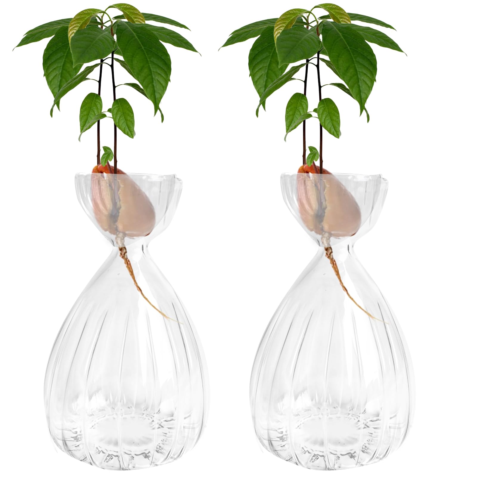 JOJOCY 2Pcs Avocado Seed Sprout Starter Vase, Striped Style Avocado Tree Growing Glass Vases, Glass Bulb Vase for Home Table Desk Indoor Decor (2 Clear)