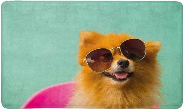pomeranian with sunglasses