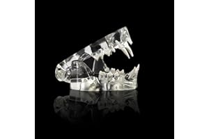 SEUJJRO Transparent Cat Teeth Anatomical Model Dental Animals Oral Tooth Jaw For Veterinary Office Teaching Decoration Demonstrate