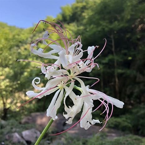 Amazon リコリス球根 珍しい家の装飾の花 園芸の花 春の植え付け 秋の開花 花