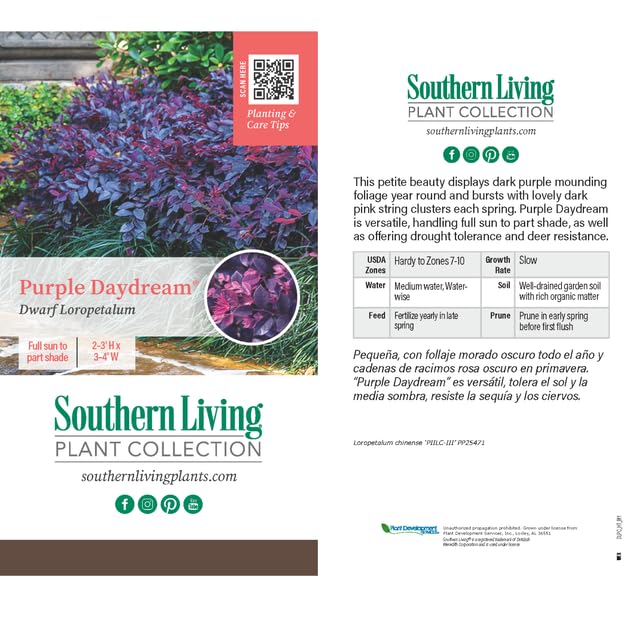 Southern Living Purple Daydream Loropetalum 1 Gal