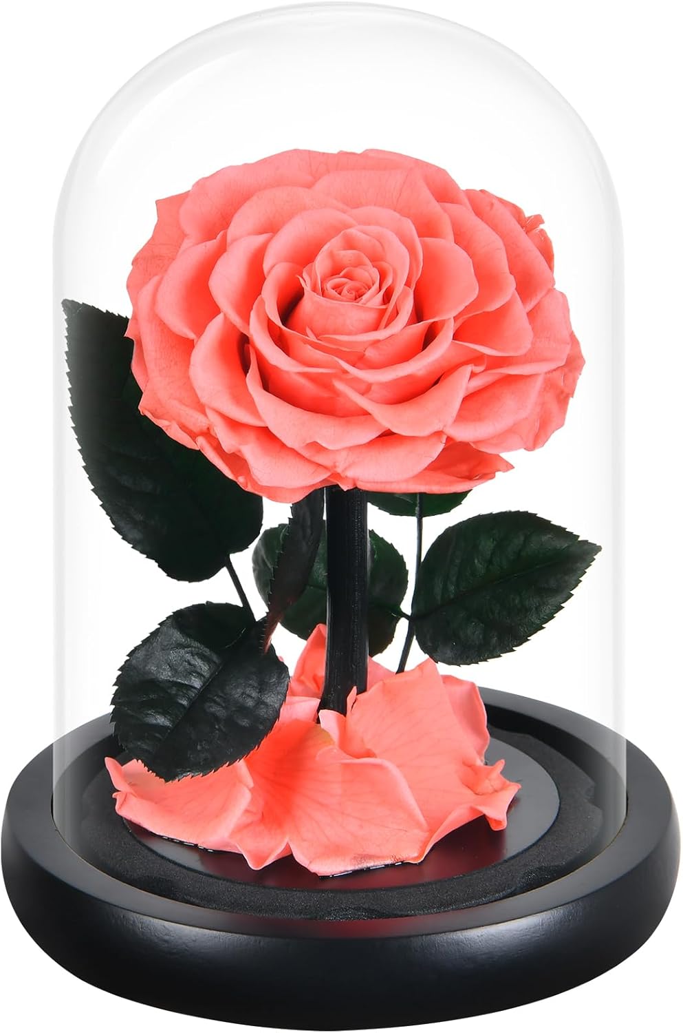 Dried & Preserved Flora - DEARCCINO Preserved Pink Rose Gifts for Women|Preserved Flowers in Glass Dome|Forever Preserved Roses Birthday Gifts for Girlfriend|Eternal Rose Gifts for Wife|Mom|Valentine's Day|Anniversary