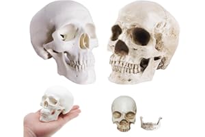HANIFOREVER 2-Pack Mini Skulls Décor, Human Skull Model Anatomy Skull Model for Studying,Tiny Resin Skulls, Drawing Model Skull Figurine, Small Skull Head for Students,Art Gift