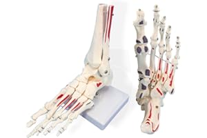 Veipho Foot Models, Foot Model Anatomy, Foot and Ankle Model Anatomy with Stand, Life Size Colored Foot Anatomy Model, Foot Skeleton Model for Study