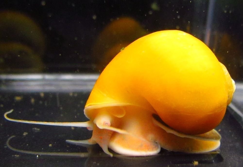 Golden Mystery Snail 1/2"2" Algae Eater for Aquariums Buy Online